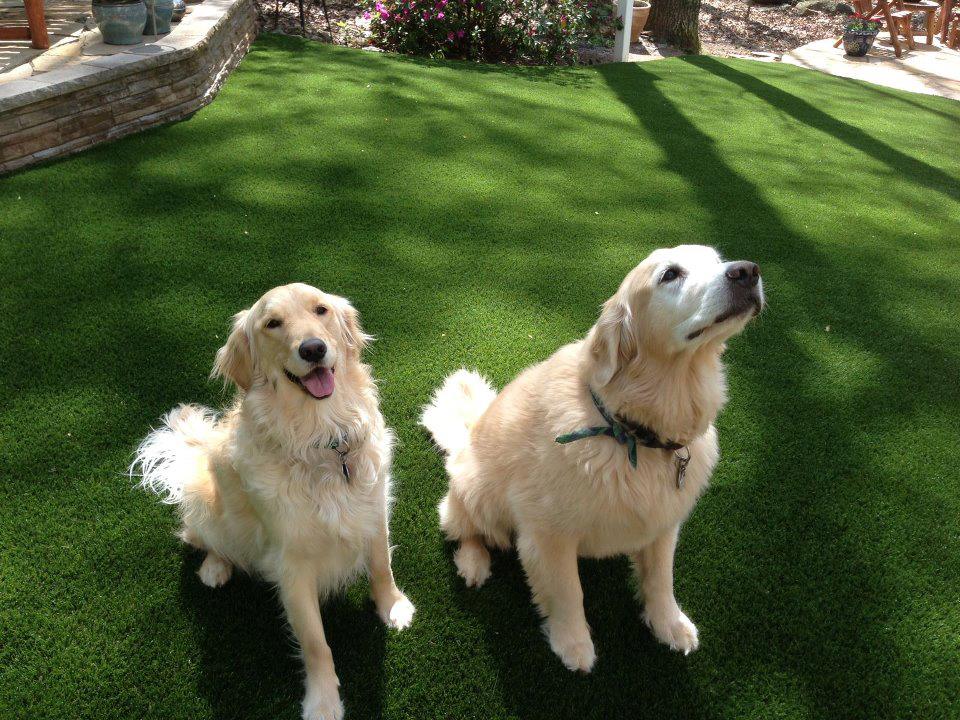 Artificial turf pet area installation in Irving, TX