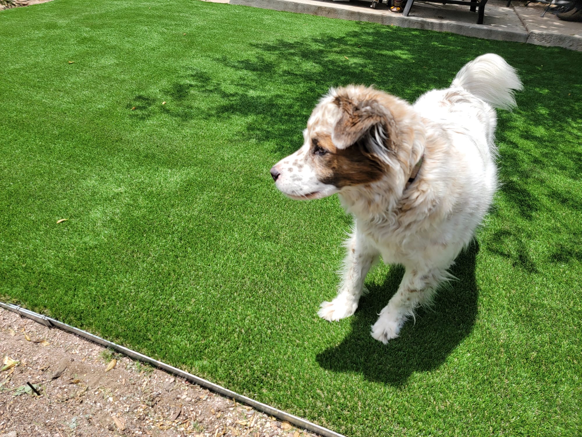 Artificial turf pet area setup in Irving, TX